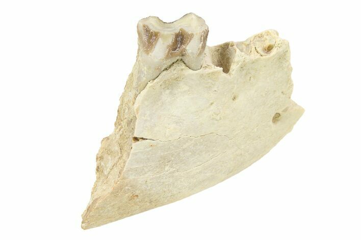 Fossil Oreodont (Merycoidodon) Partial Mandible - South Dakota #295202